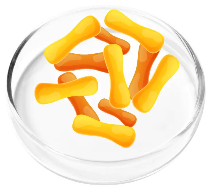 Lactobacillus gasseri and cassei probiotic strains in FemiCore